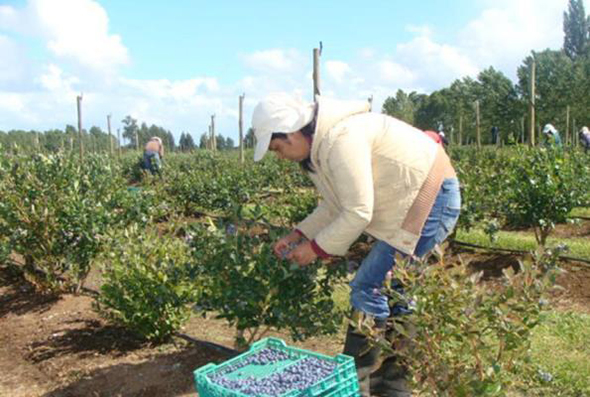 El acuerdo arancelario entre la UE y EE.UU. hace sonar la alarma para los trabajadores agroalimentarios